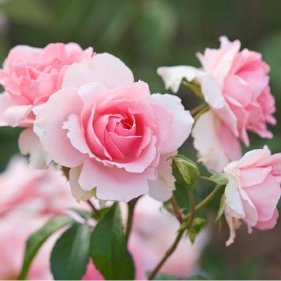 Meet your Posher, Ijeoma - Picture 1 of 1